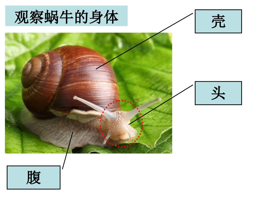 三上二2蜗牛（一）佚名_第4页