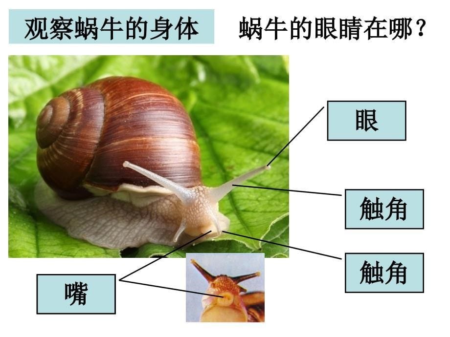 三上二2蜗牛（一）佚名_第5页