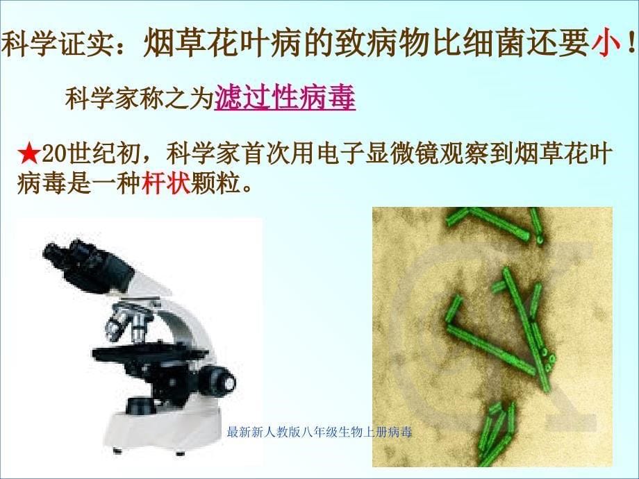 新人教版八年级生物上册病毒经典实用_第5页