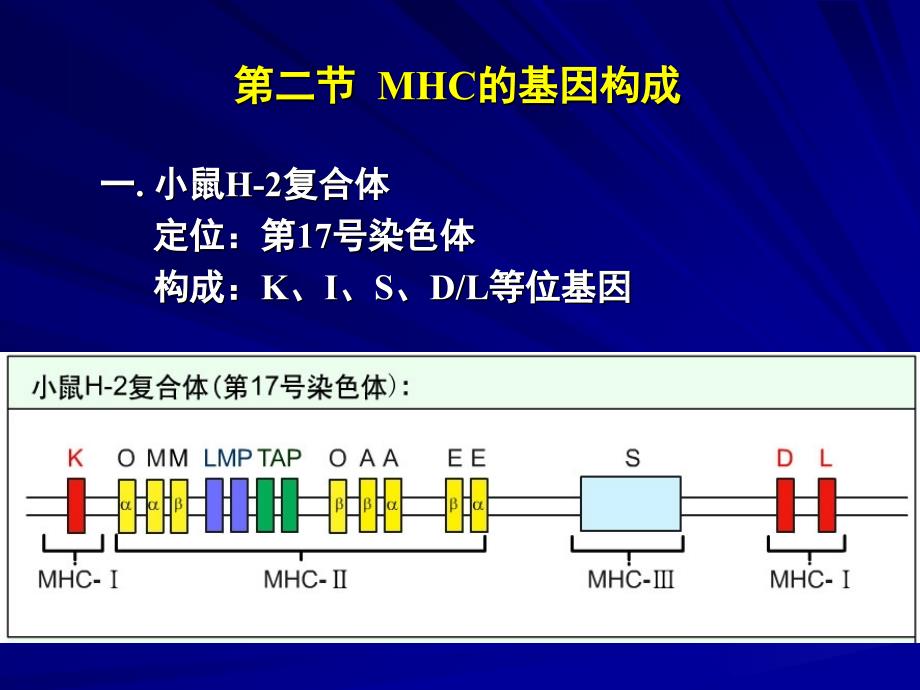 主要组织相容性复合体_第4页