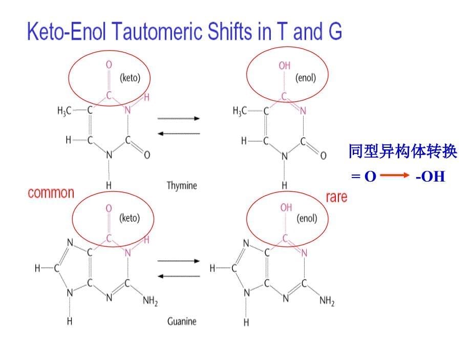 最新第六章DNA的损伤与修复PPT文档_第5页