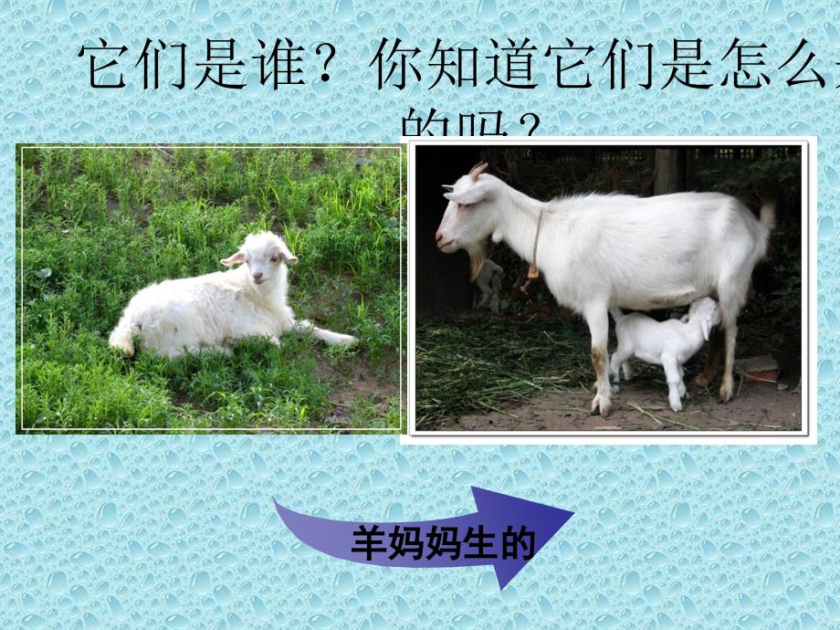 《植物新生命的开始》最新课件资料_第4页