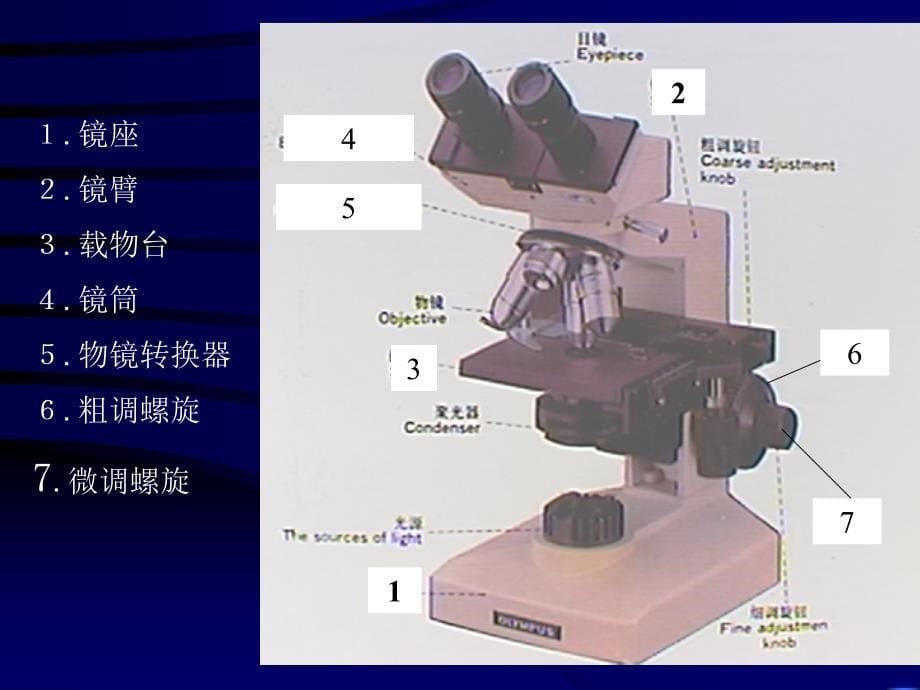 组织学与胚胎学：01绪论_第5页