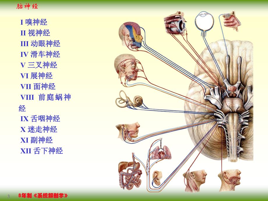 脑神经课件PPT_第3页