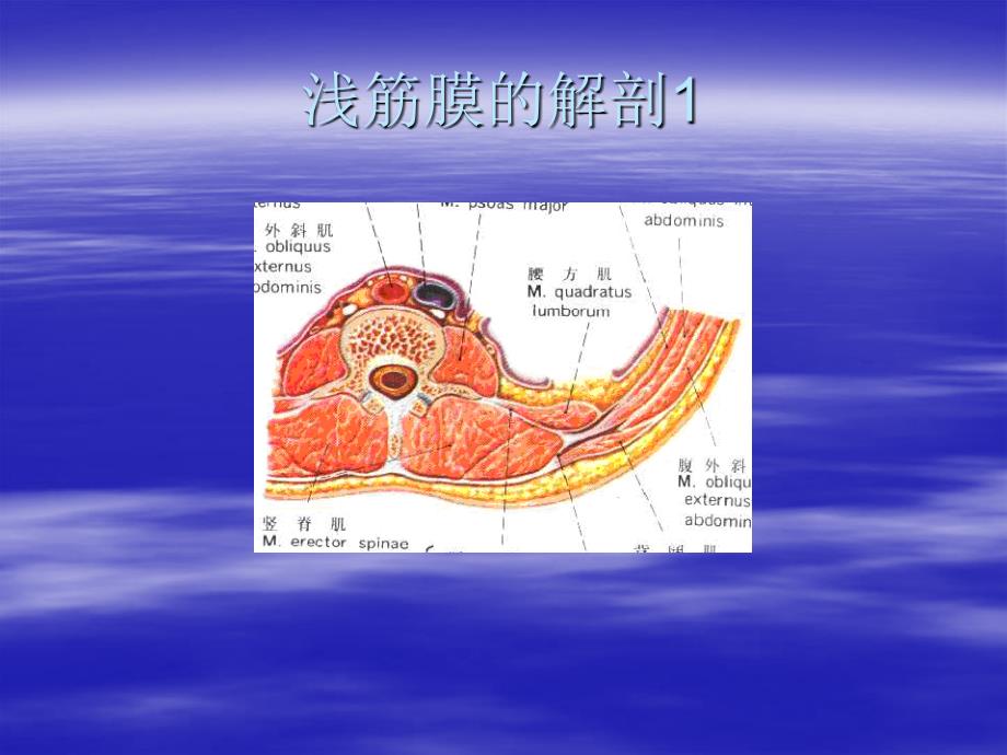 臀肌筋膜炎powerpoint_第2页