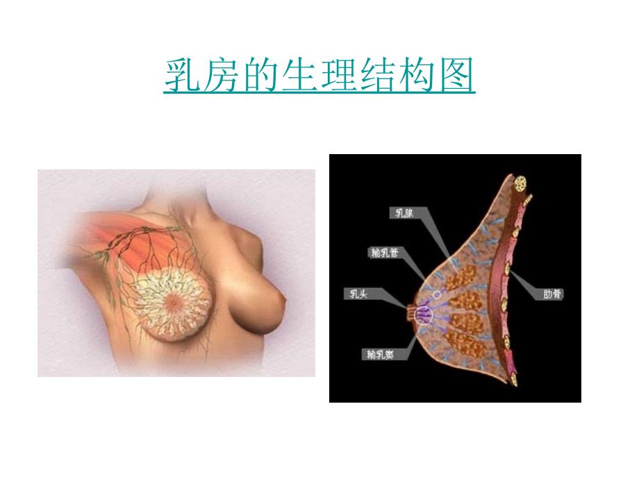 良乳腺疾病与乳腺癌的相关市立医院外科胡惠芳_第3页