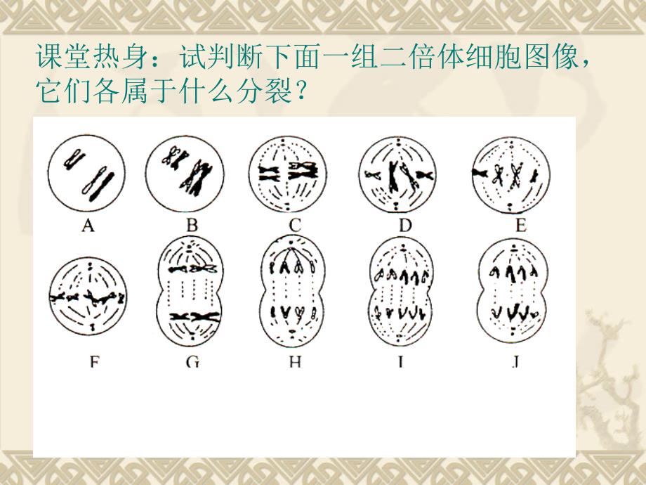 有丝分裂与减数分裂细胞图像辨析及应用全面版课件_第2页