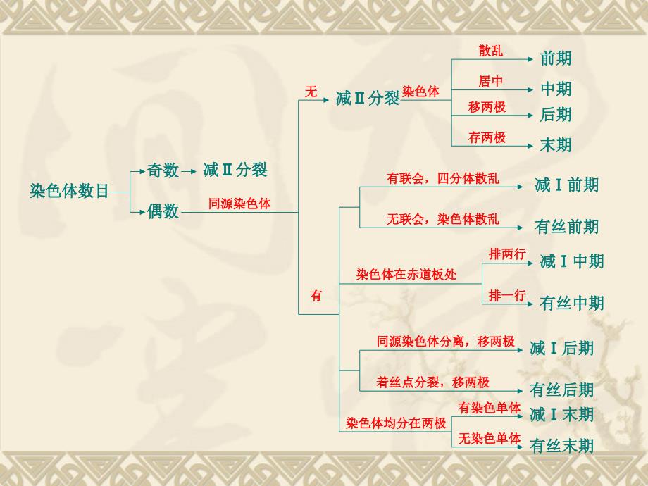 有丝分裂与减数分裂细胞图像辨析及应用全面版课件_第4页