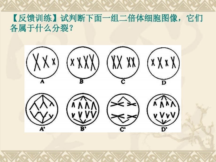 有丝分裂与减数分裂细胞图像辨析及应用全面版课件_第5页