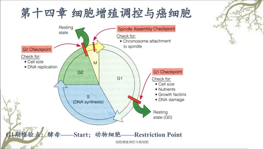 细胞增殖调控与癌细胞_第1页