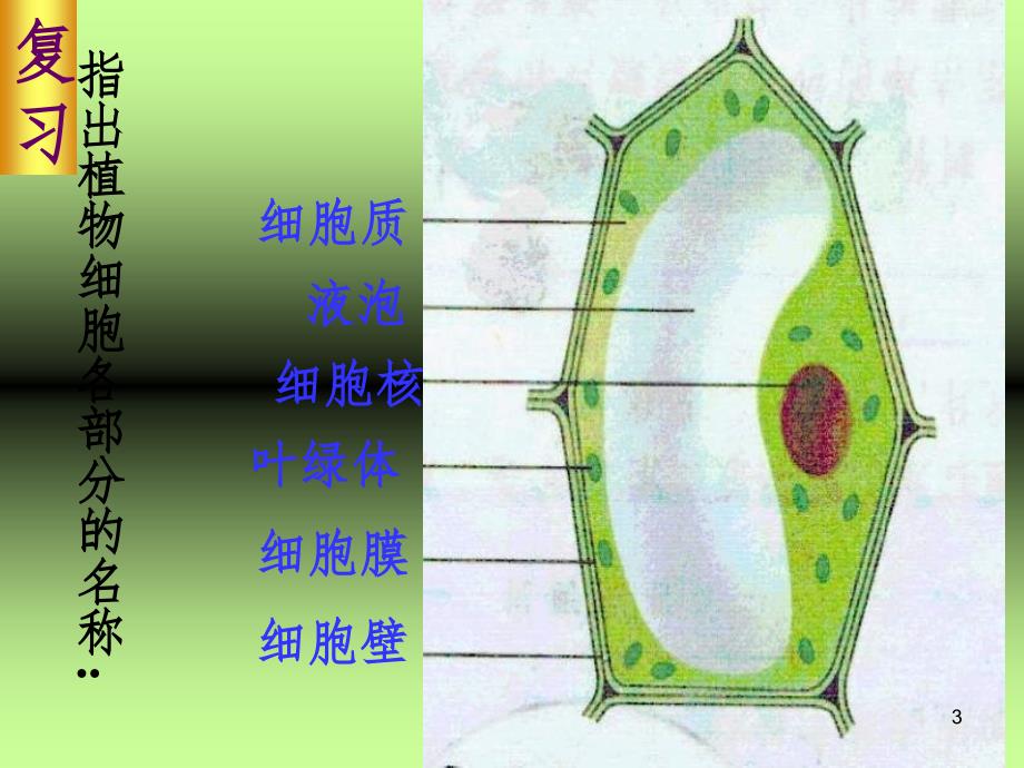 观察动物细胞.ppt_第3页