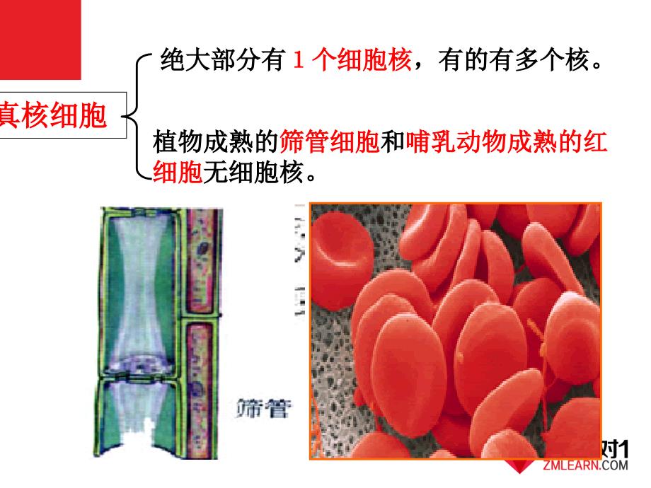 最新：高一生物必修1 第3章 第3节细胞核——系统控制中心文档资料_第2页