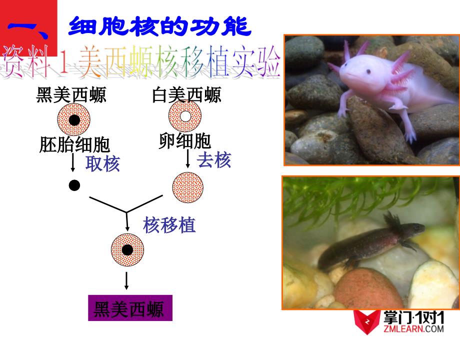 最新：高一生物必修1 第3章 第3节细胞核——系统控制中心文档资料_第3页