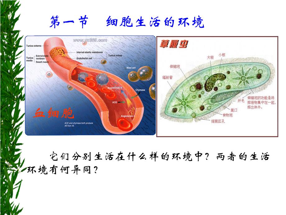 第一章细胞生活的环境ppt课件_第3页