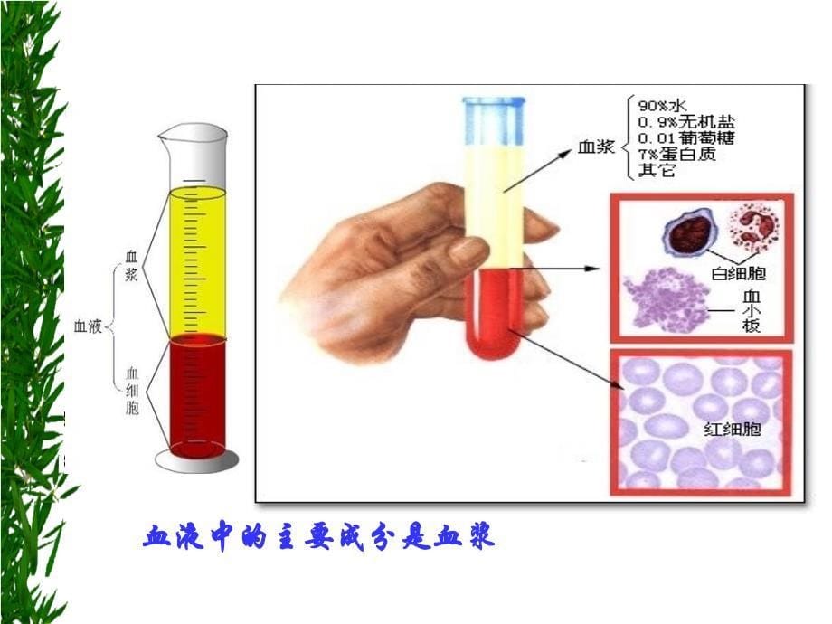 第一章细胞生活的环境ppt课件_第5页