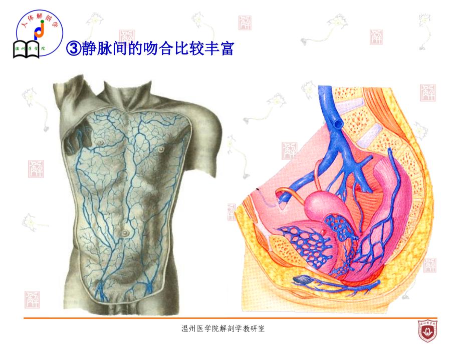 《系统解剖学》教学课件：静脉_第3页