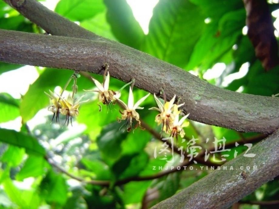 绿色植物与生物圈中的水循环2_第4页