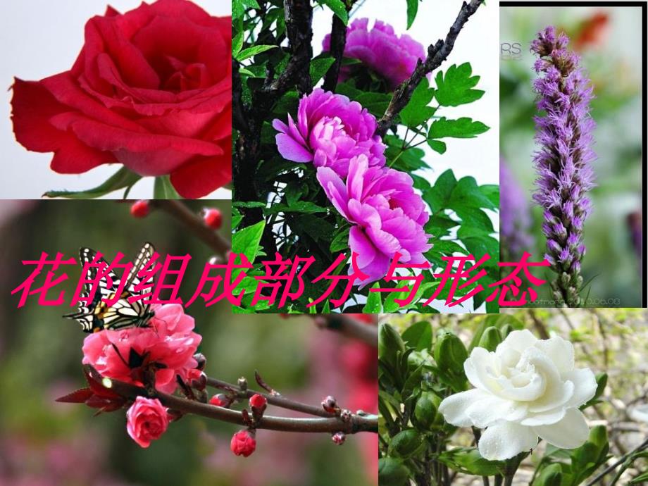 花组成部分与形态_第1页