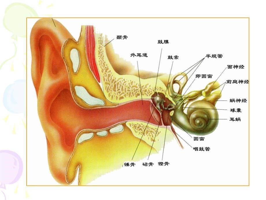 内耳中的平衡器官_第5页
