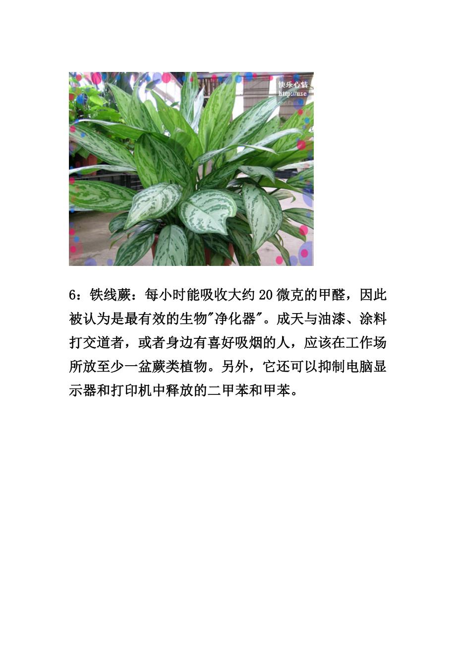 十四种植物放在卧室的作用(精品)_第5页