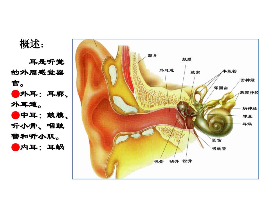 生理学课件：第九章感官-3_第2页