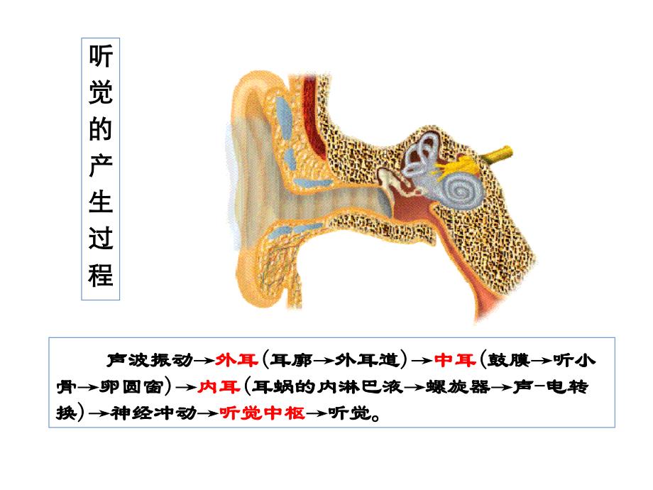 生理学课件：第九章感官-3_第3页