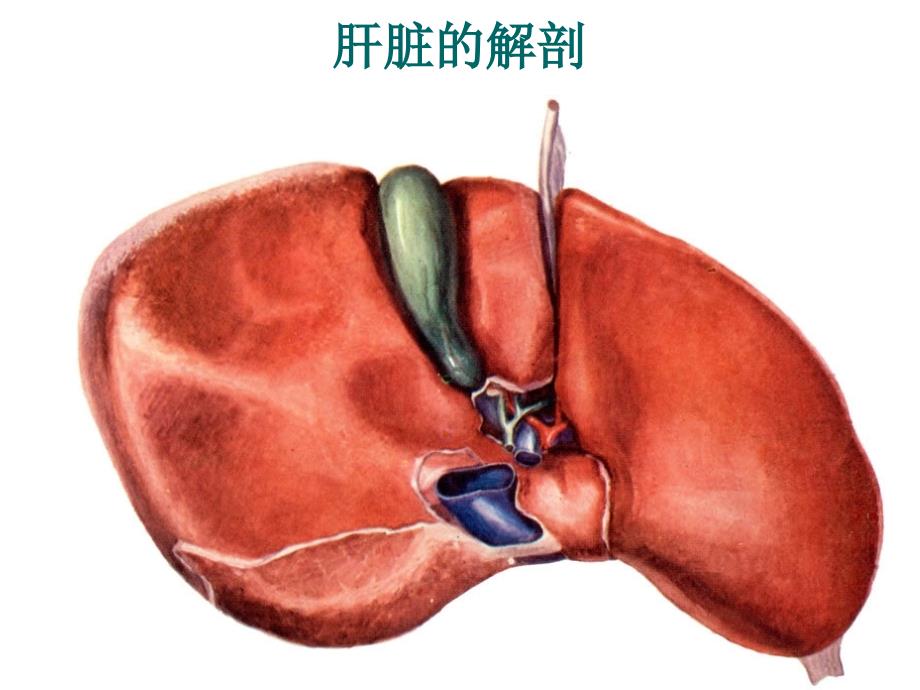 肝脏超声诊断学_第3页