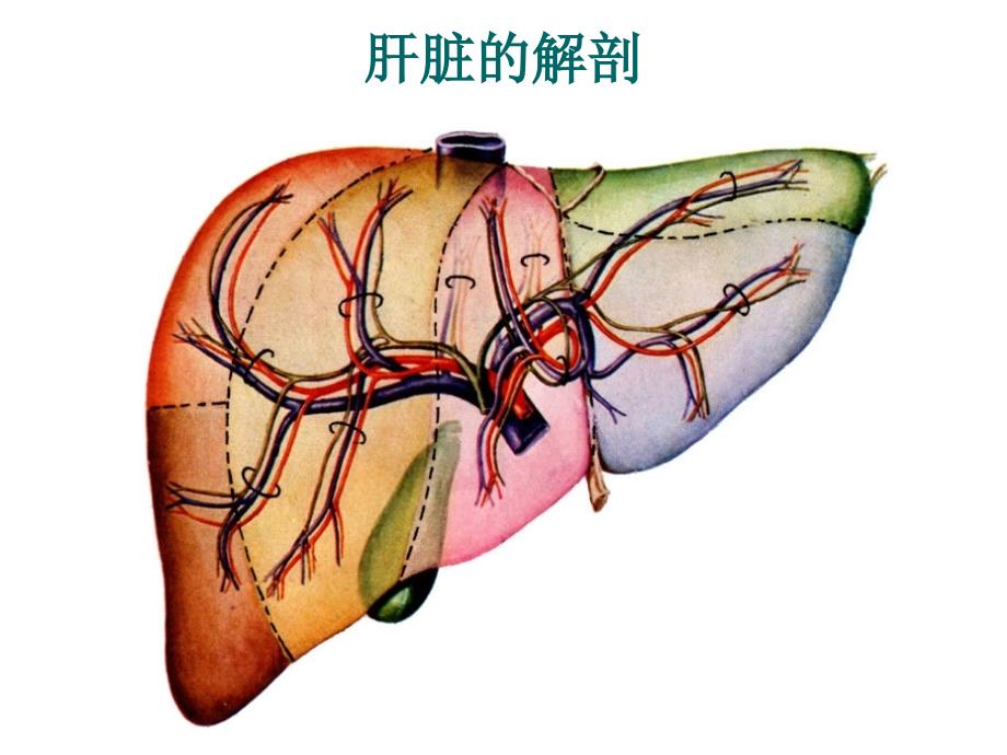 肝脏超声诊断学_第4页