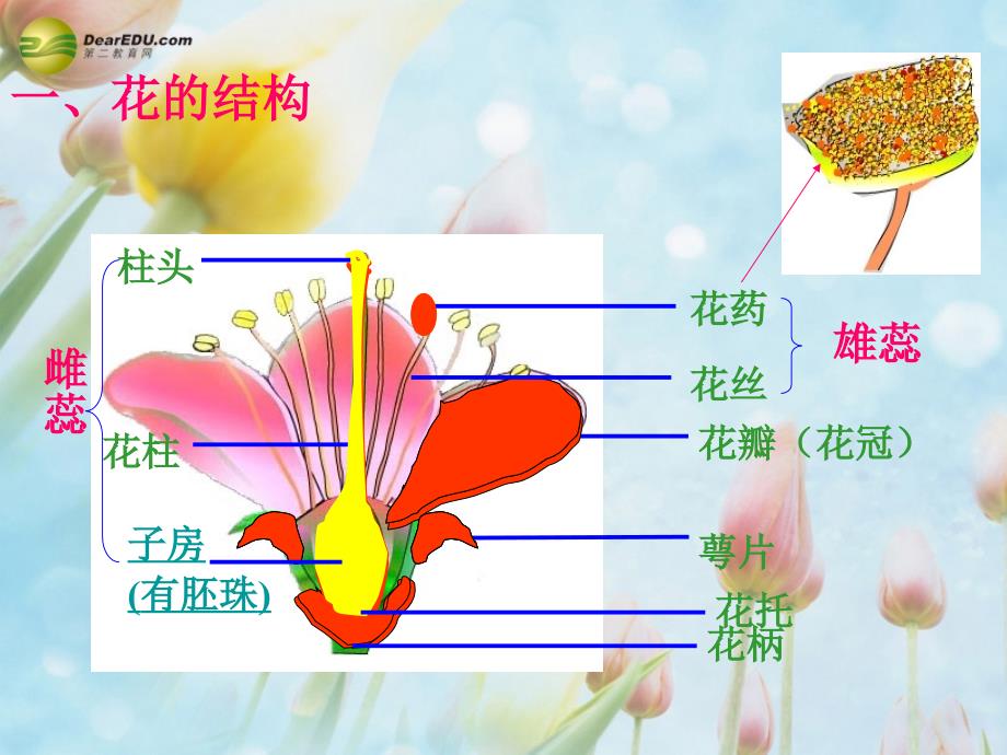 第三节开花和结果课件新人教版_第2页