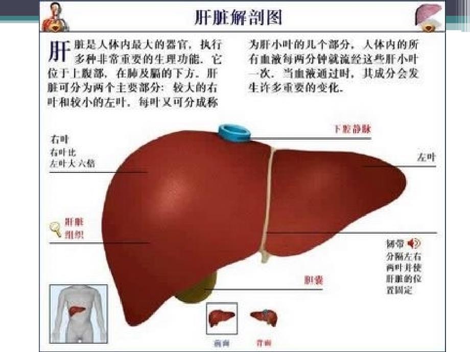 肝硬化病理PPT课件_第3页