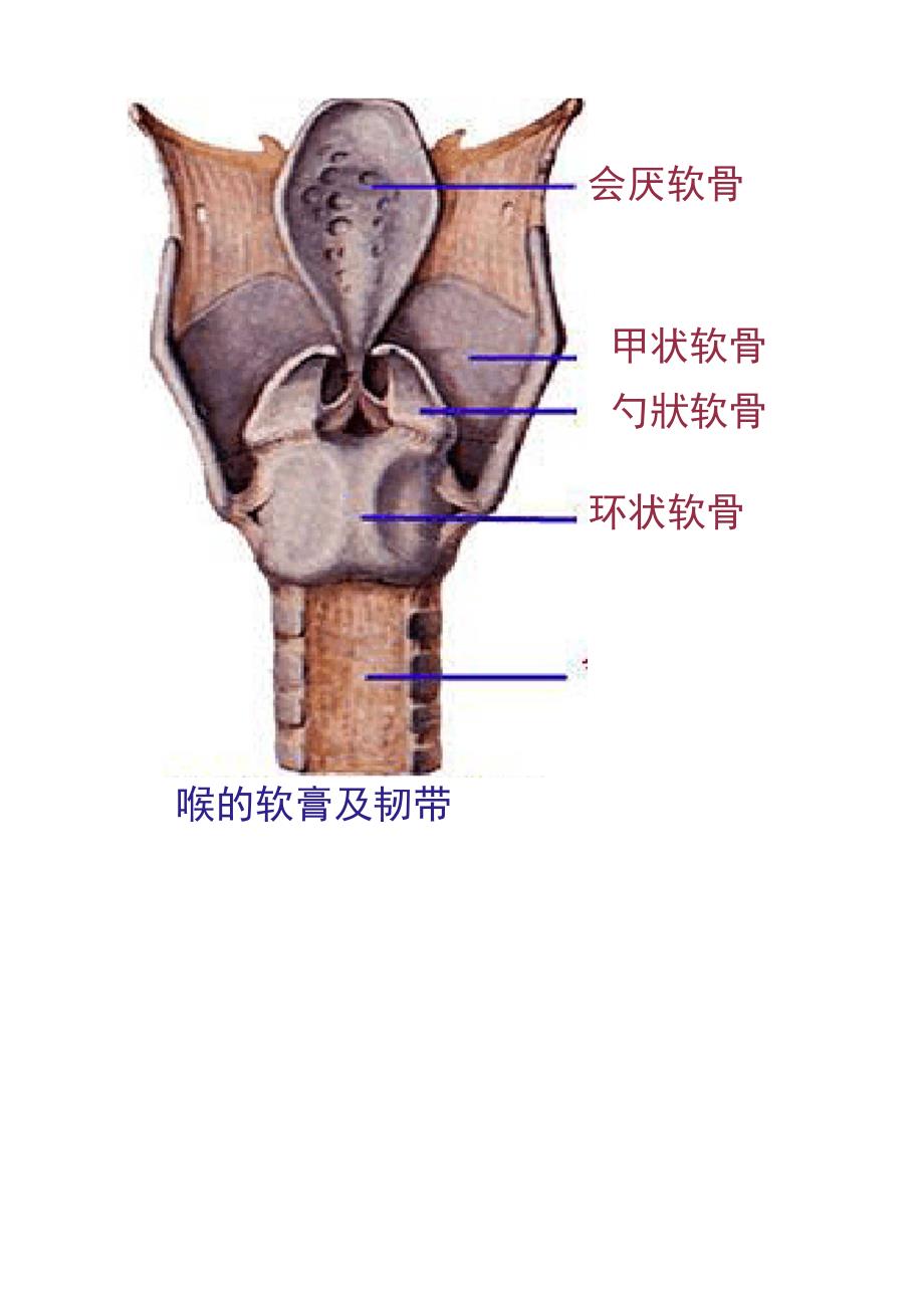 人体解剖学实验报告_第4页