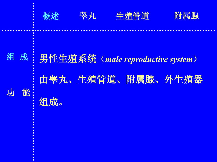 男性生殖系统PPT课件_第3页