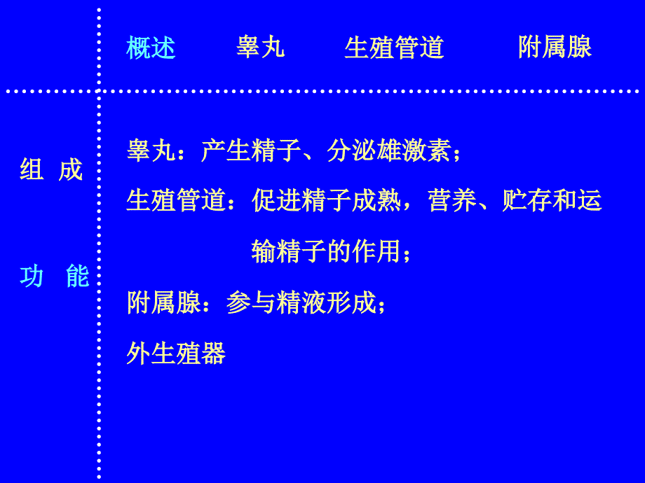 男性生殖系统PPT课件_第4页