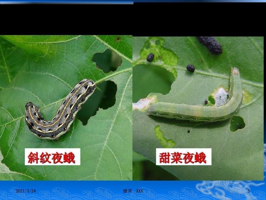 蔬菜病虫害综合防治技术PPT课件_第5页