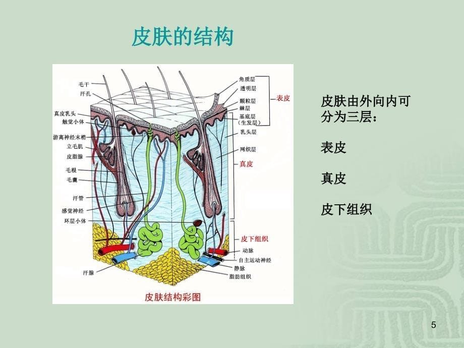 湿疹最好最健康的治疗方法医学PPT课件_第5页