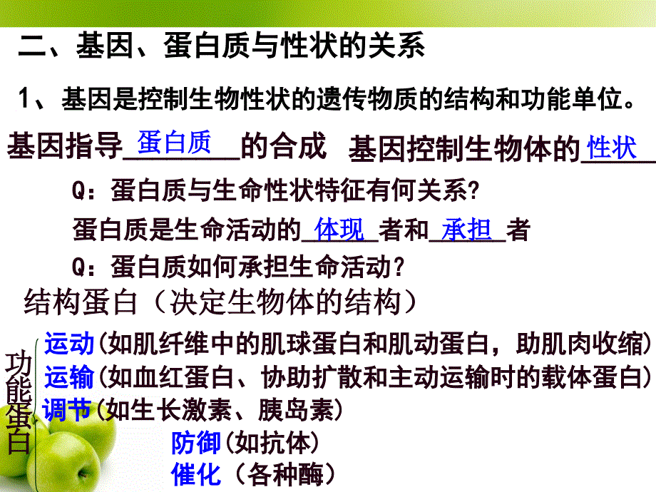 必修二42基因对性状的控制_第4页