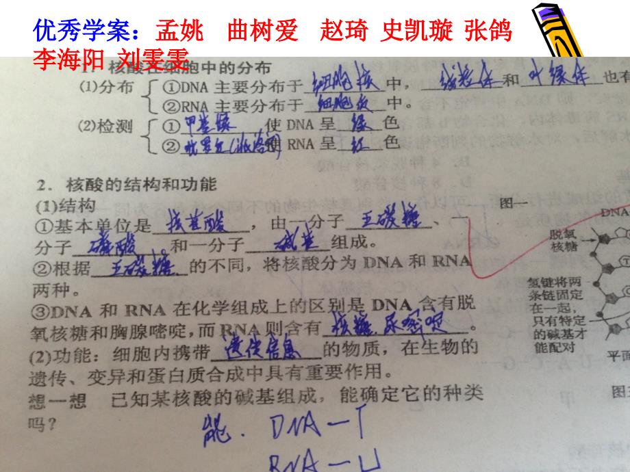 核酸和细胞到核复习课_第4页