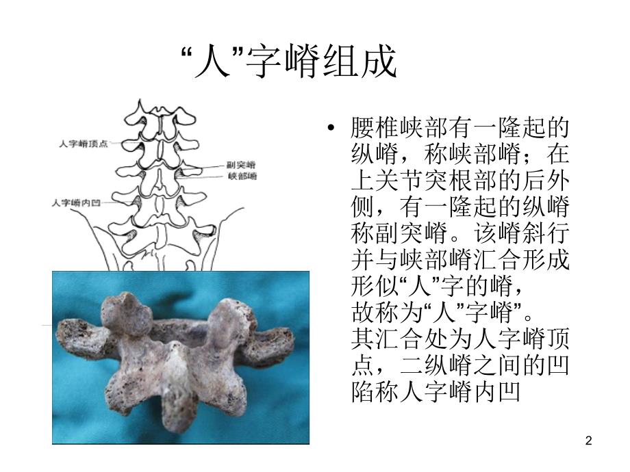 人子脊解剖PPT参考课件_第2页