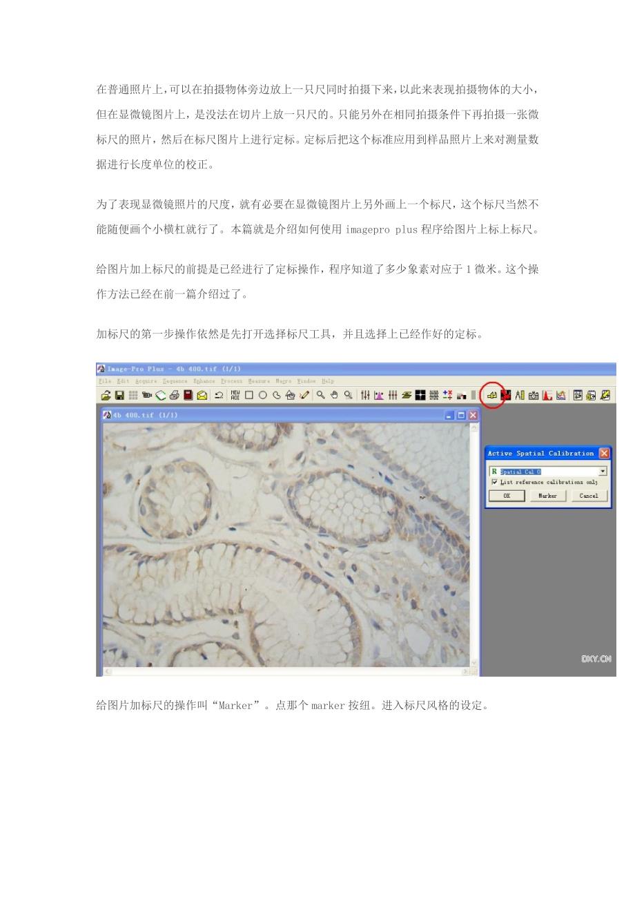 Imagepro plus 如何在图片上加标尺.doc_第1页