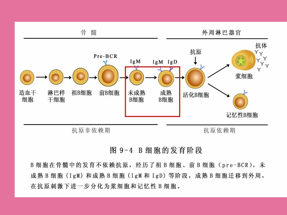 B细胞ppt课件_第4页