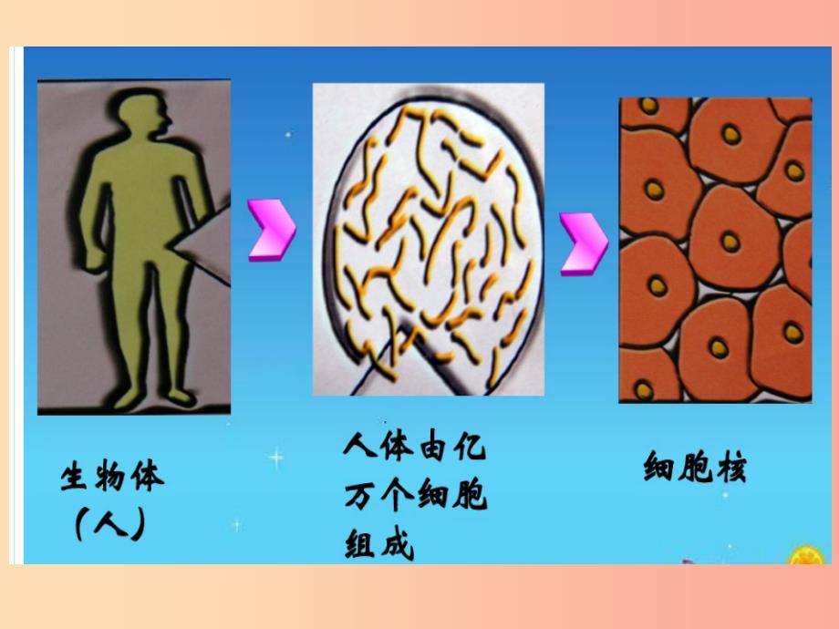 八年级生物上册20.2性状遗传的物质基础课件4新版北师大版.ppt_第4页