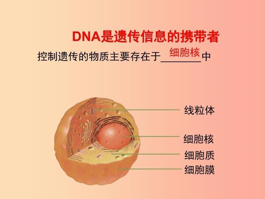 八年级生物上册20.2性状遗传的物质基础课件4新版北师大版.ppt_第5页