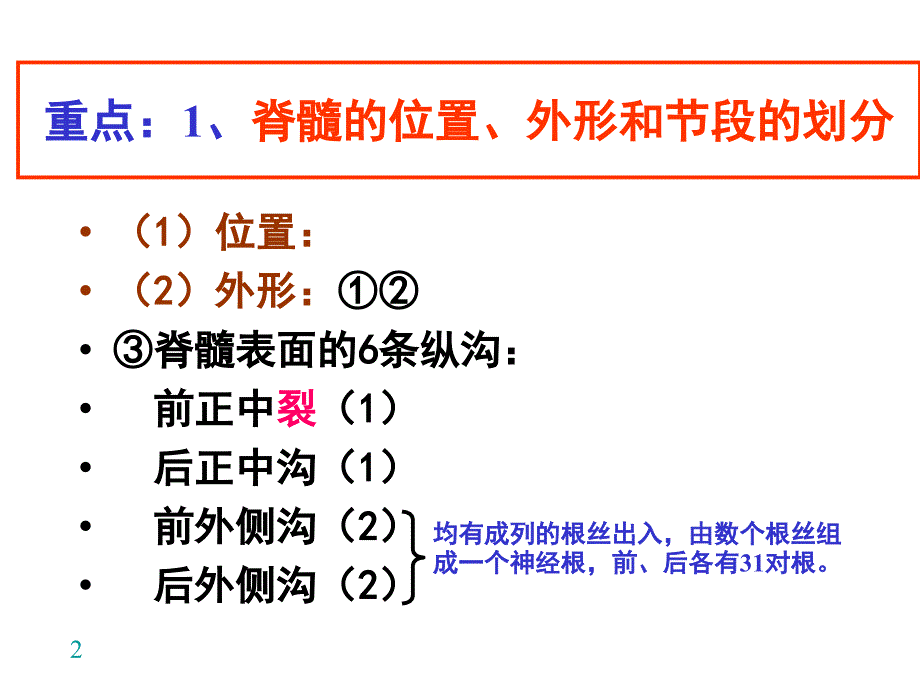 脊髓内部结构_第2页