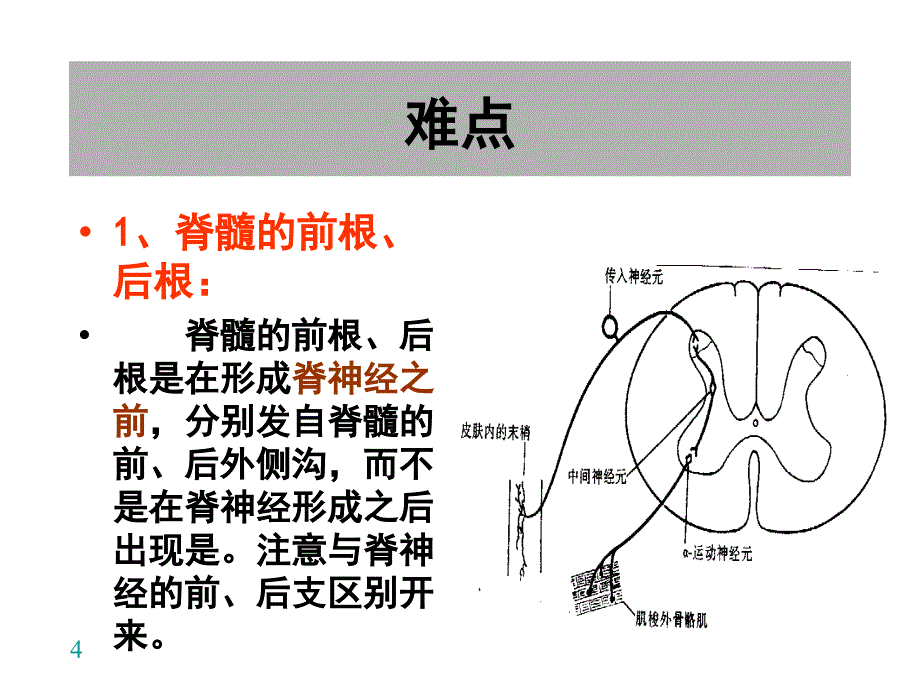 脊髓内部结构_第4页