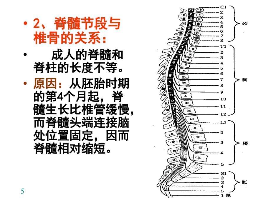 脊髓内部结构_第5页