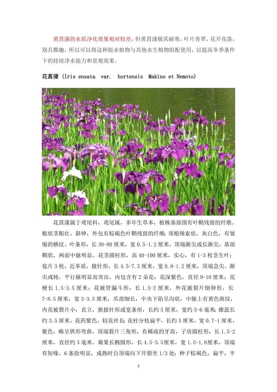 挺水植物汇总.doc_第5页