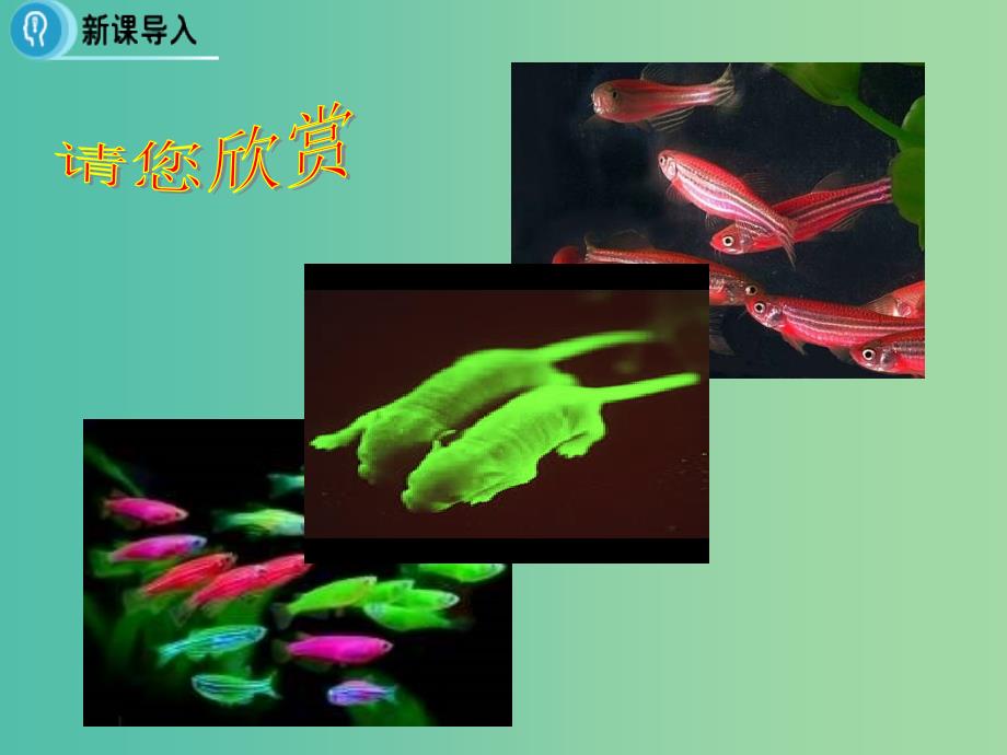 高中生物 第6章 从杂交育种到基因工程 第2节《基因工程及其应用》课件 新人教版必修2.ppt_第4页