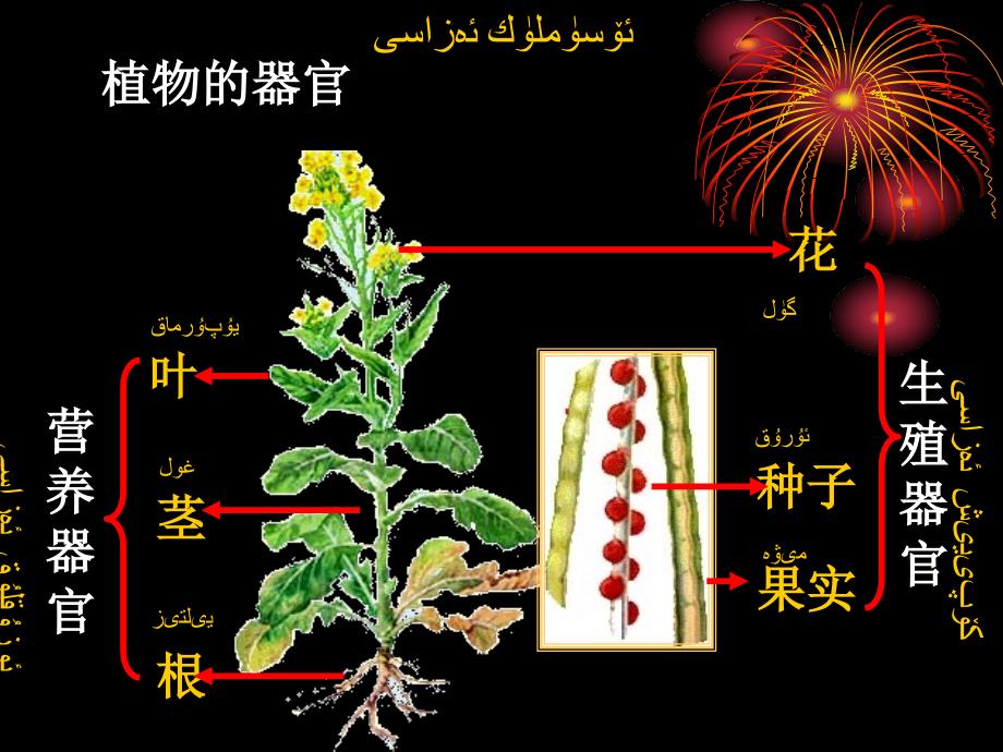 232植物体的结构层次_第2页