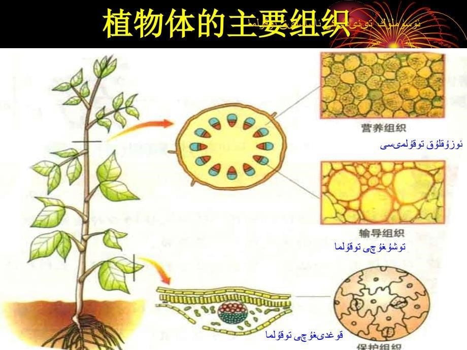 232植物体的结构层次_第5页