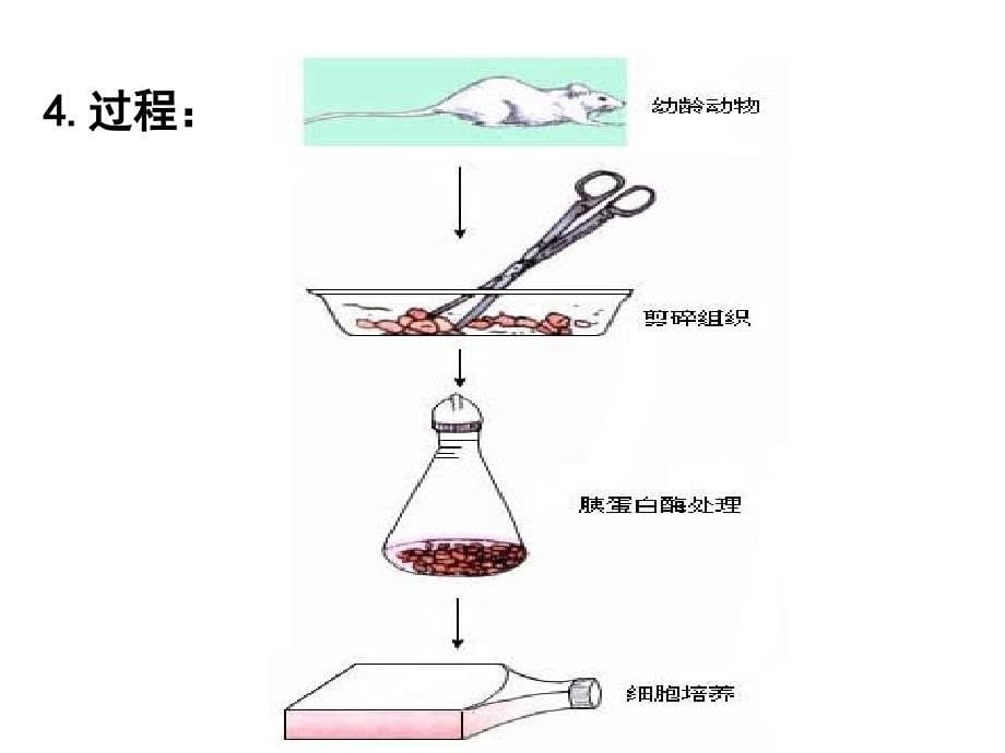 22动物细胞工程课件9_第5页